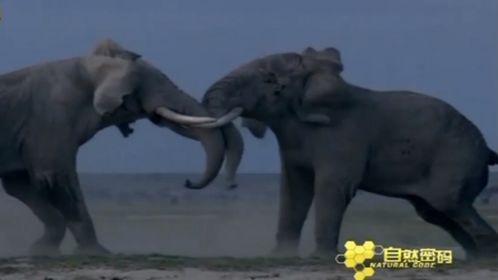 动物世界影视在线播放,在线观看，探索自然奇观之旅